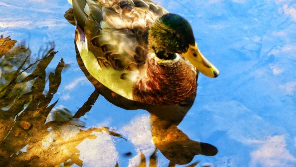 Gotas de amapola para dormir