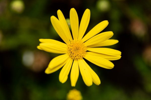 Como hacer arroz rojo