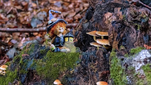 Alubias blancas con setas