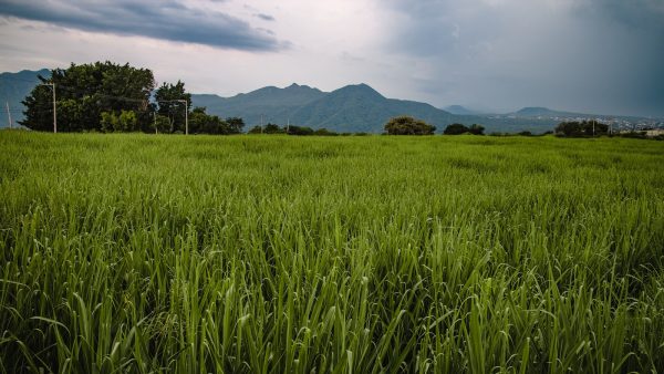1. ¿Por qué deberías sustituir el azúcar por dátiles?