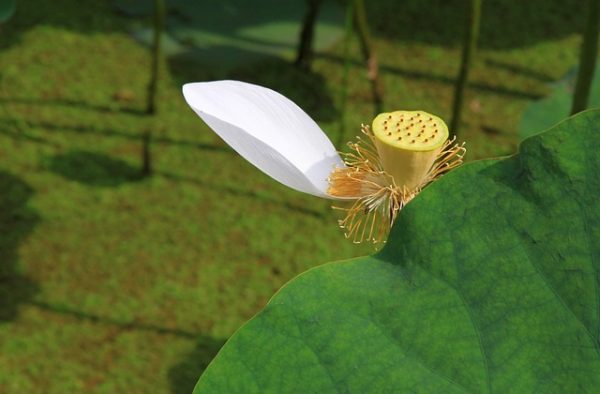 Lentejas frias de verano