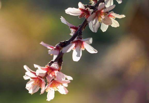 Almendra marcona caracteristicas