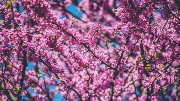 2. Alubias blancas: características y usos culinarios