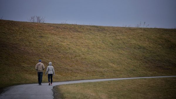 Petalos de rosa naturales