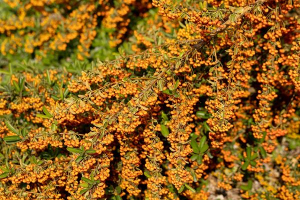 Pimiento rojo ahumado