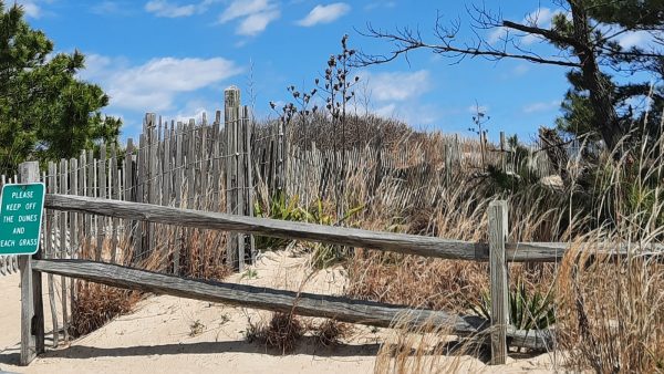 Dulces con harina de maiz