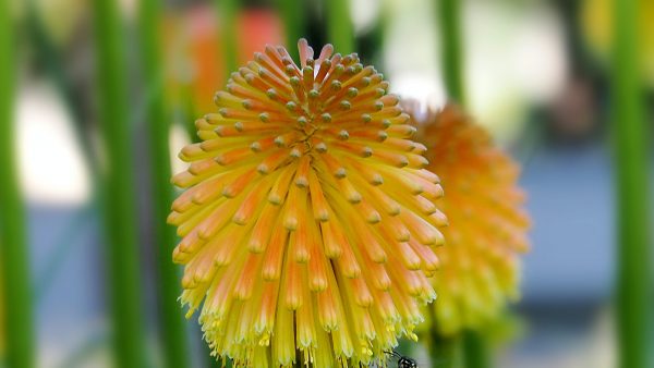 Las avispas hacen miel