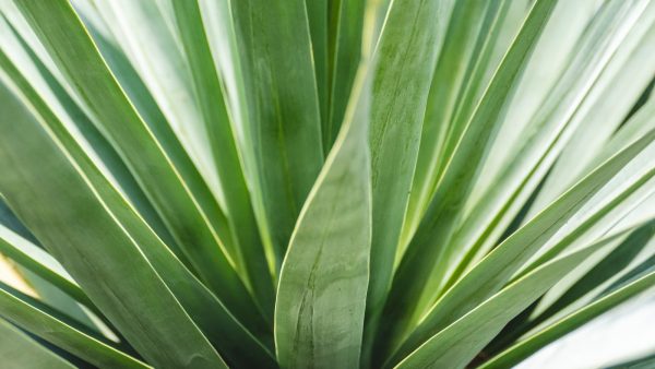 Beneficios de tomar aloe vera